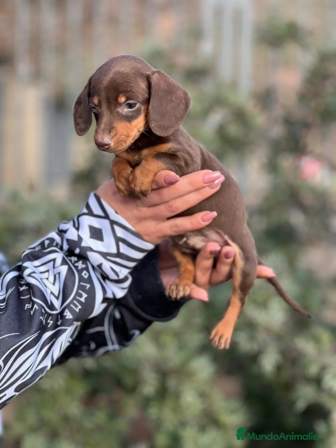 Teckel Miniatura perros en venta: TECKEL MINIATURA CHOCOLATE en Barcelona - Anuncio 4