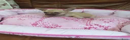 Chihuahua perros en venta: CHIHUAHUA TOY - Anuncio 2