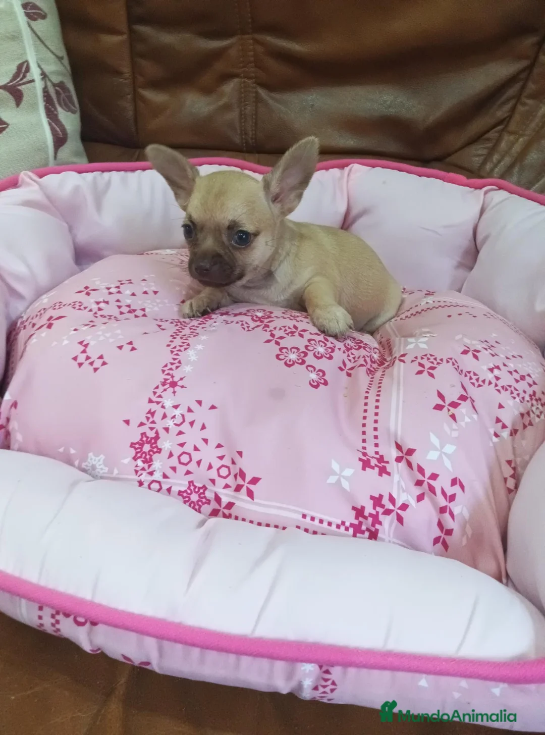 Chihuahua perros en venta: CHIHUAHUA TOY - Anuncio 2