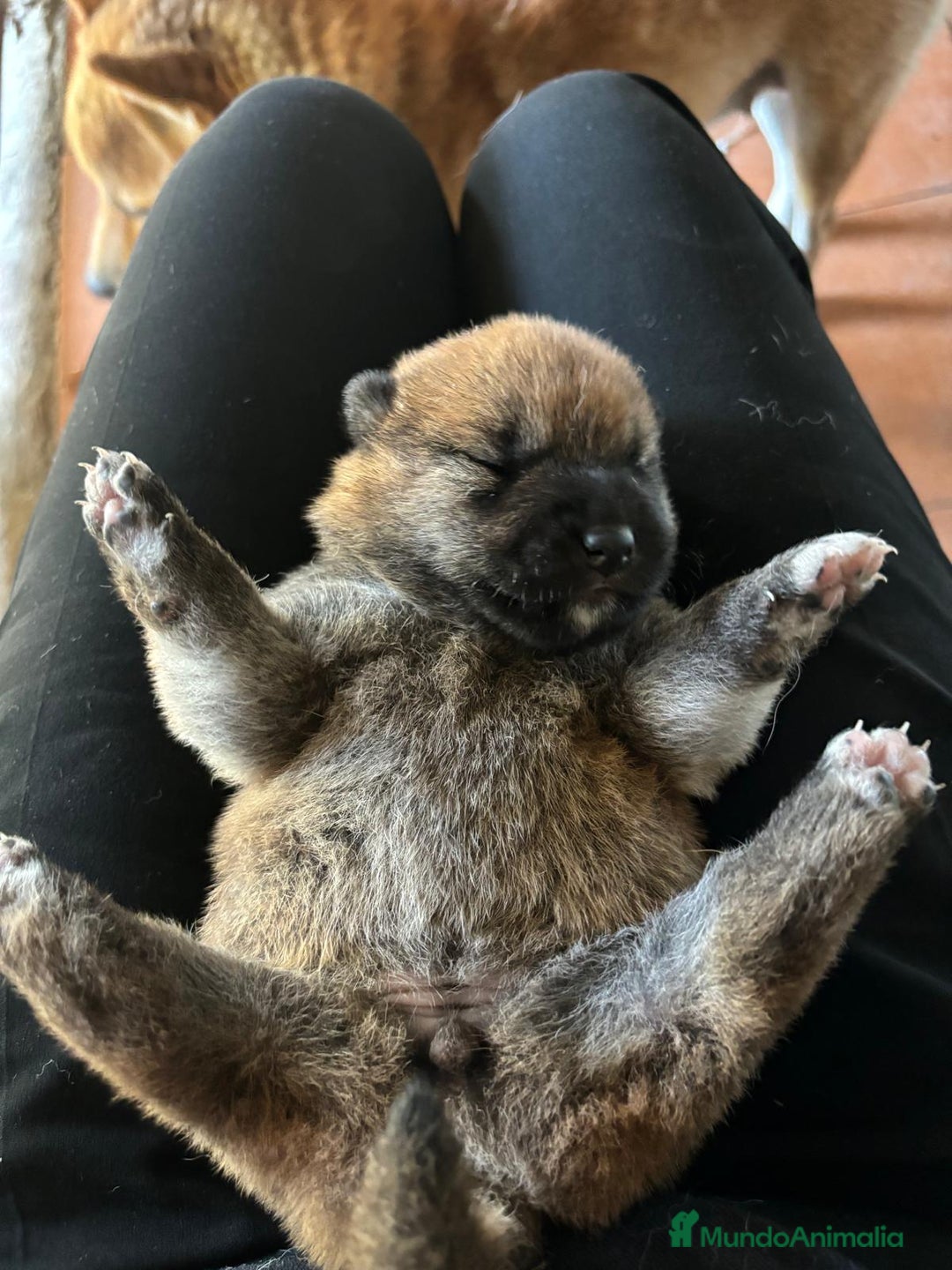 Shiba Inu perros en venta: SHIBA INU PONTEVEDRA - Anuncio 3