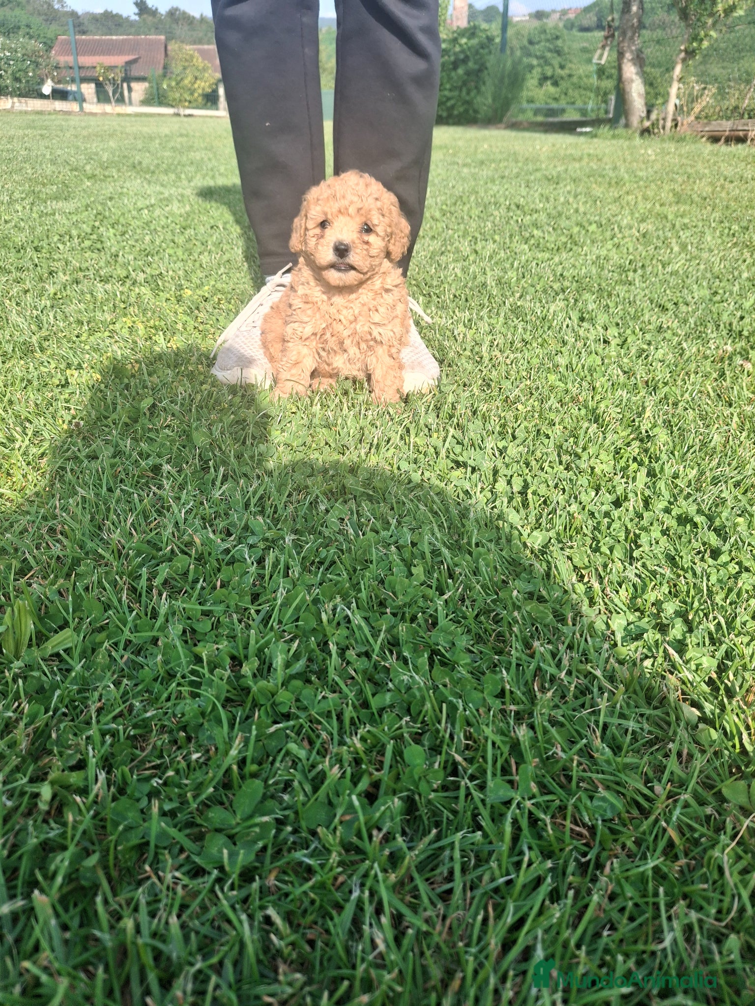 Caniche Toy perros Caniche Toy - Anuncio 1