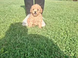 Caniche Toy perros Caniche Toy - Anuncio 1