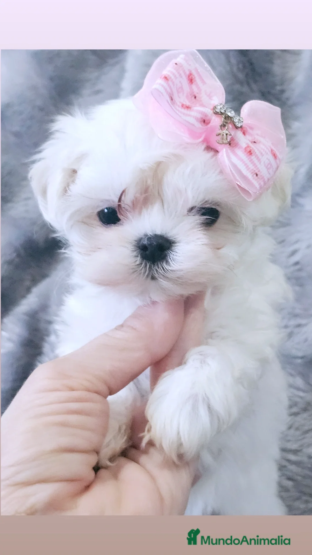 Bichón Maltés perros en venta: BICHON MALTES COREANO MINIATURA  - Anuncio 4
