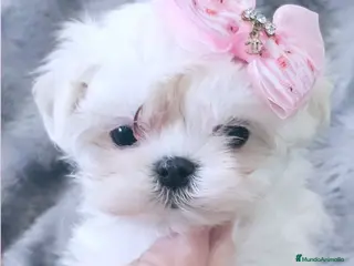 Bichón Maltés perros BICHON MALTES COREANO MINIATURA - Anuncio 19