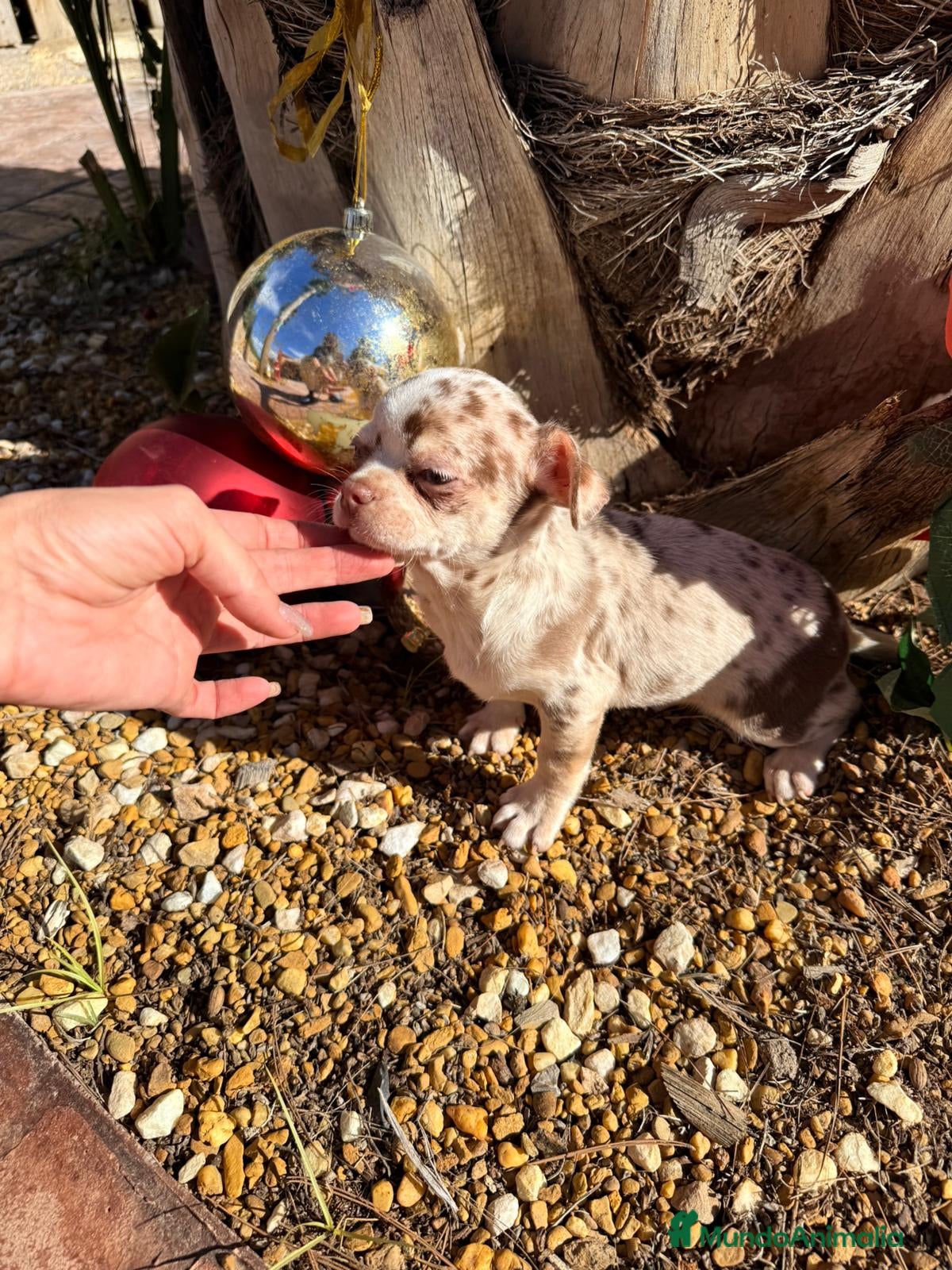 Chihuahua perros Chihuahua merle - Anuncio 2