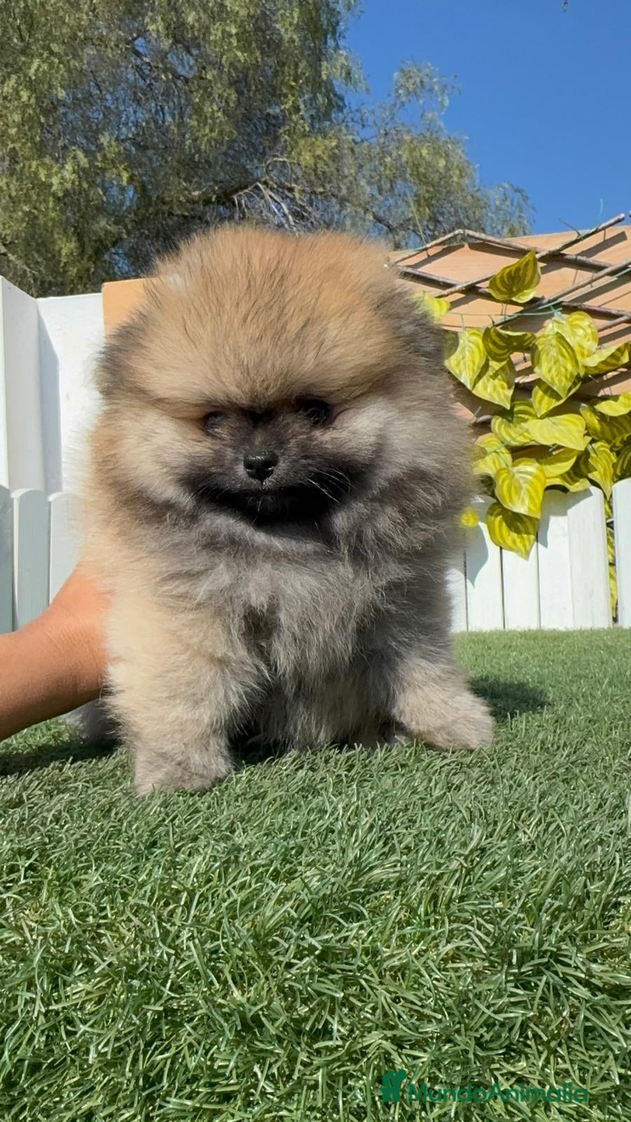 Pomerania perros POMERANIA - Anuncio 4