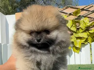 Pomerania perros POMERANIA - Anuncio 4