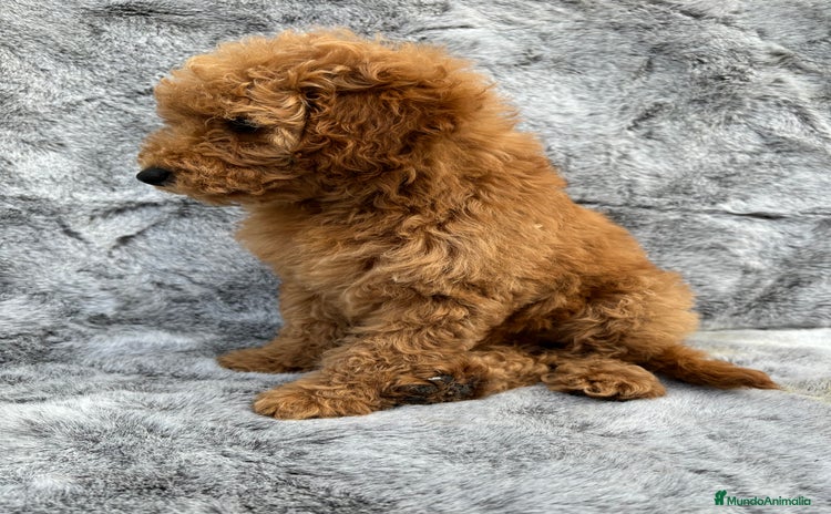 Caniche Enano perros - Propaganda 1