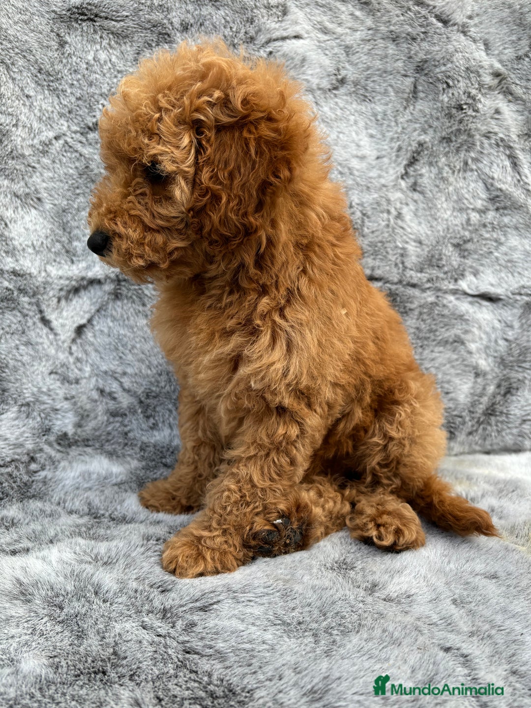 Caniche Enano perros en venta: Caniches miniatura - Imagen 1