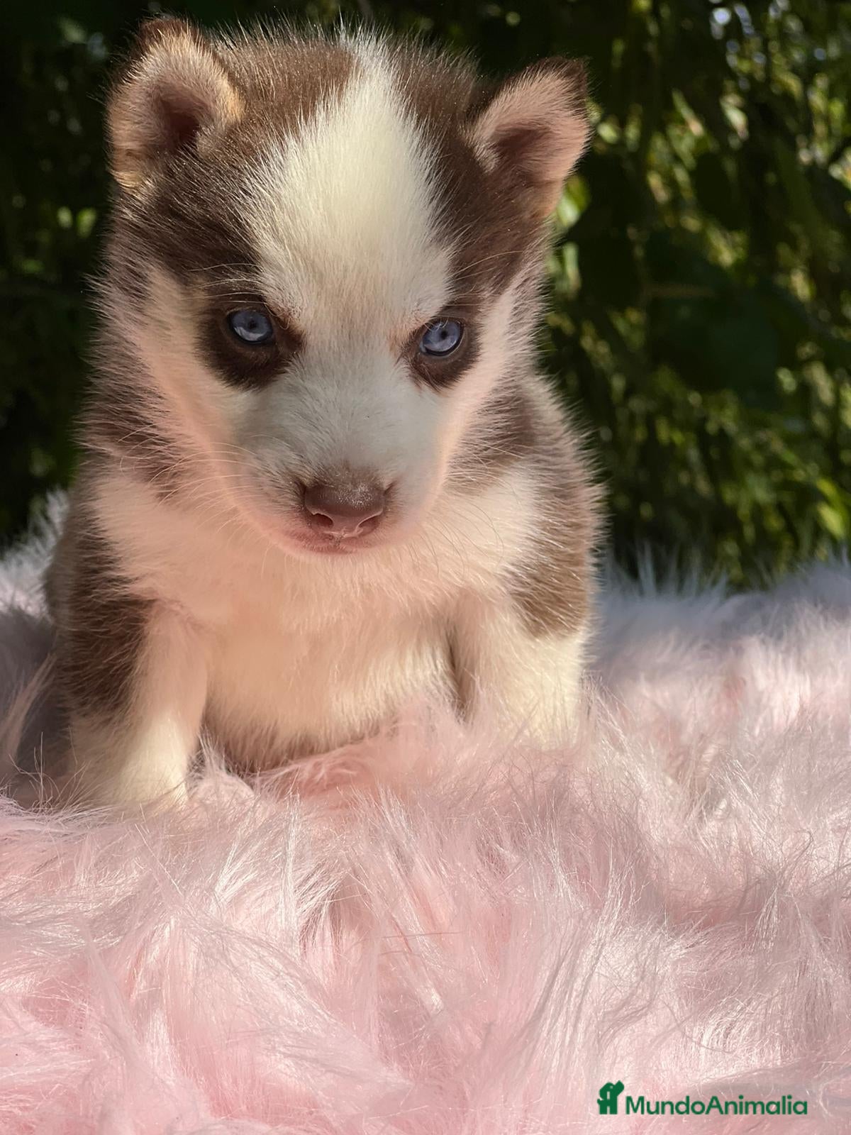 Husky Siberiano perros Husky siberiano  - Anuncio 37