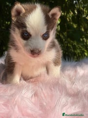 Husky Siberiano Cachorro 7