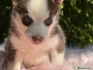 Husky Siberiano perros Husky siberiano - Anuncio 28