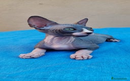 Sphynx gatos en venta: Nueva camada de gatitos sphynx  - Imagen 3