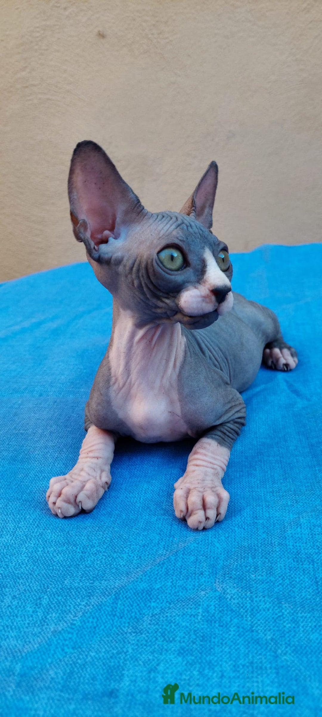 Sphynx gatos en venta: Nueva camada de gatitos sphynx  - Imagen 3