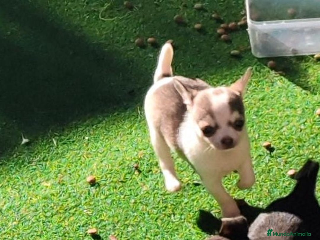 Chihuahua perros en venta: Chihuahua Mini y toy - Anuncio 2