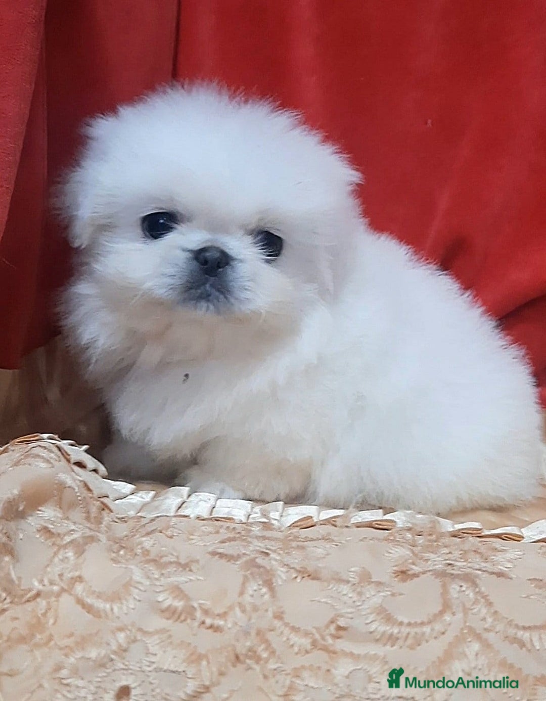 Pekinés perros en venta: Cachorros Pequinés imperial  - Anuncio 3