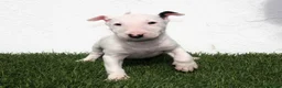 Bull Terrier perros en venta: Bull Terrier  - Anuncio 2