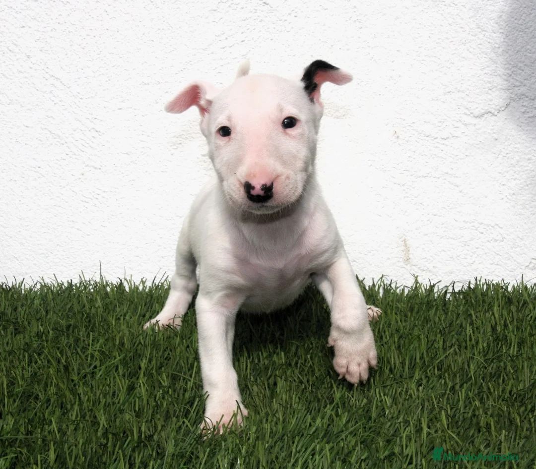 Bull Terrier perros en venta: Bull Terrier  - Anuncio 2