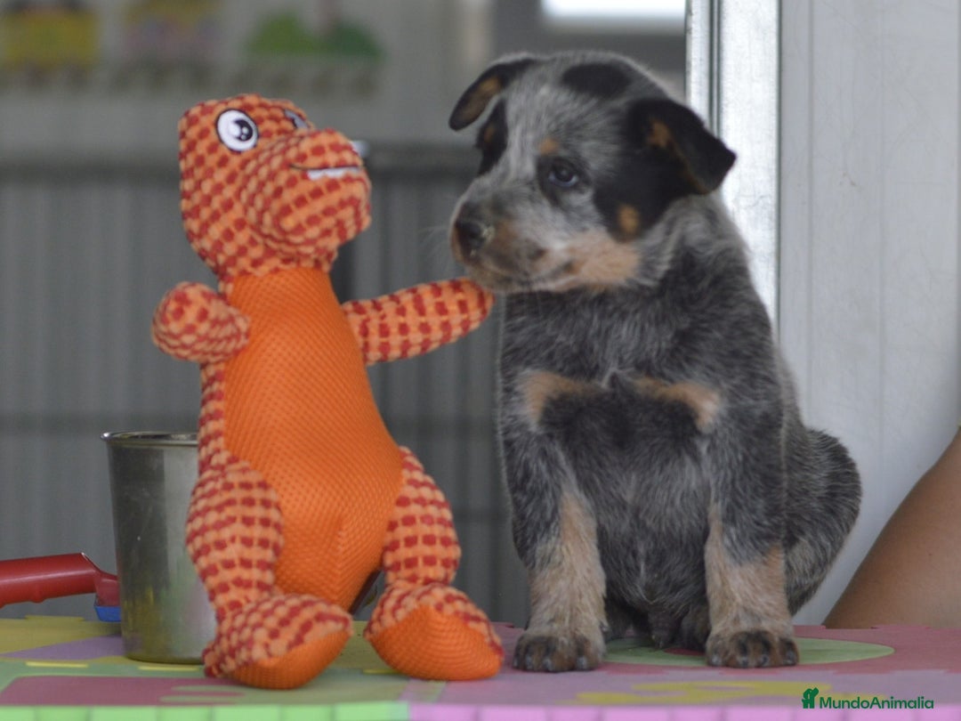 Boyero de Australia perros en venta: Cachorro de boyero Australiano - Imagen 1