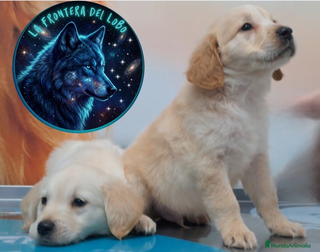 Golden Retriever perros en venta: Golden retriever  - Anuncio 1