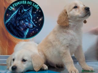 Golden Retriever perros Golden retriever - Anuncio 4
