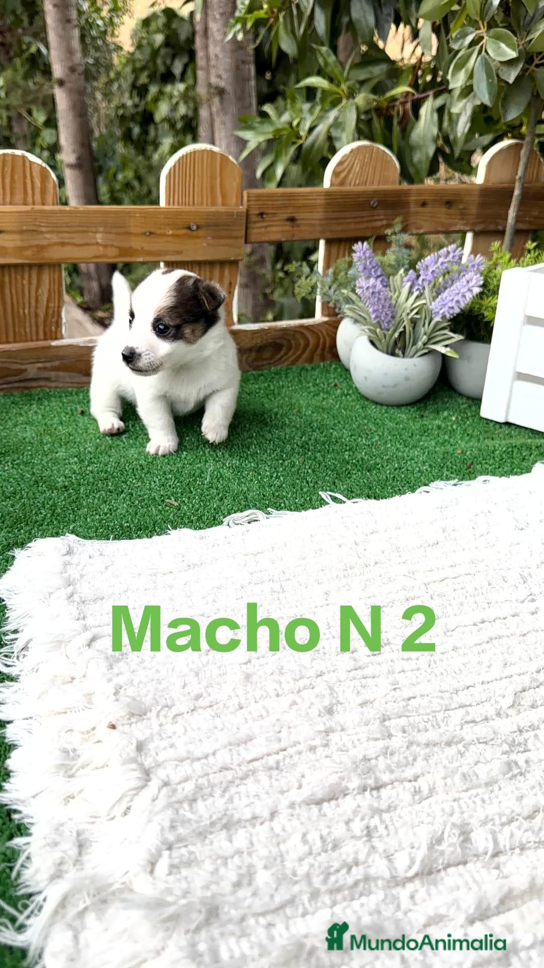 Jack Russell Terrier perros Jack Russell bebes preciosos bicolor  - Anuncio 2