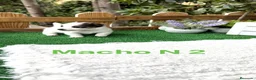 Jack Russell Terrier perros en venta: Jack Russell bebes preciosos bicolor  - Anuncio 1