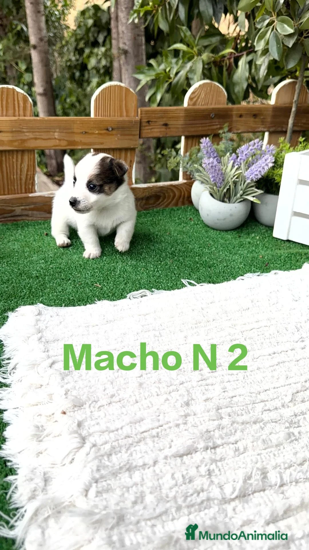 Jack Russell Terrier perros en venta: Jack Russell bebes preciosos bicolor  - Anuncio 1