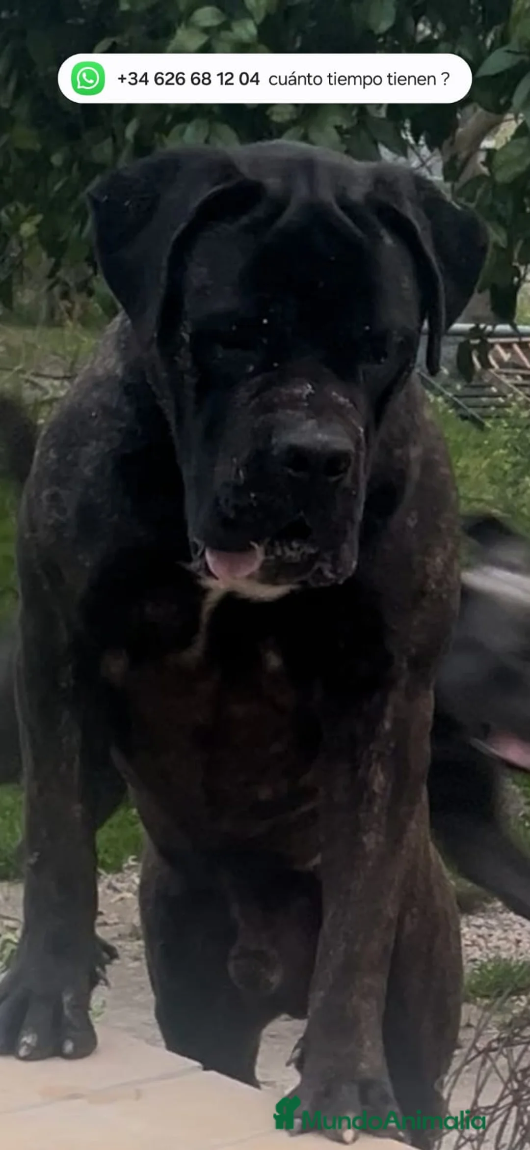 Cane Corso perros en venta: Cane corso  - Anuncio 3