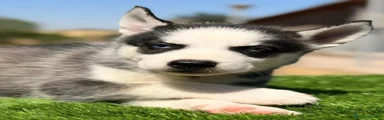 Husky Siberiano 5
