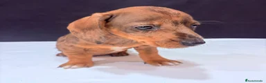 Teckel Miniatura Cachorro 1