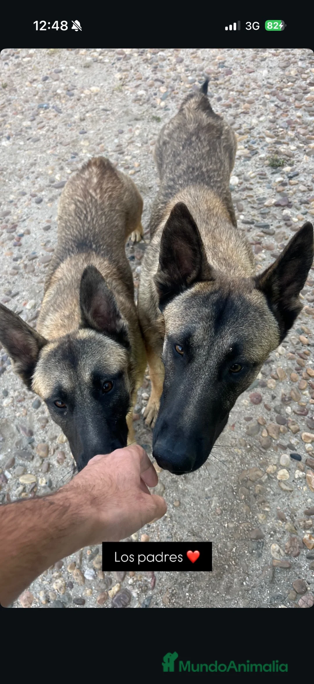 Pastor Belga Malinois perros en venta: Cachorros pastor belga Malinois  - Anuncio 2