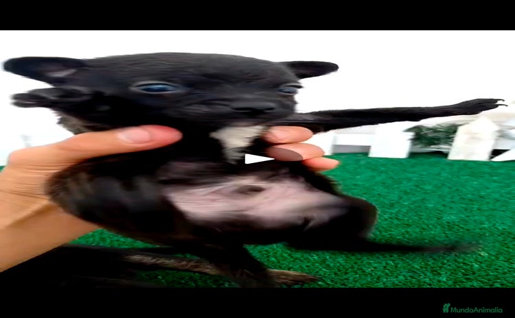 Pomchi perros - Propaganda 1