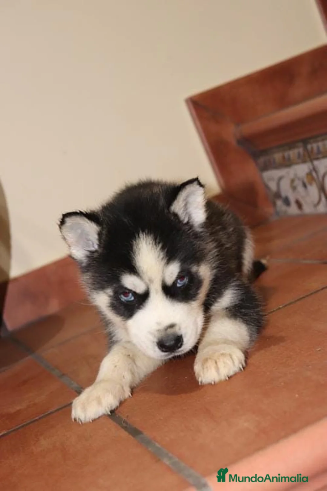 Husky Siberiano perros en venta: Cachorros de husky siberiano ojos azules  - Anuncio 5