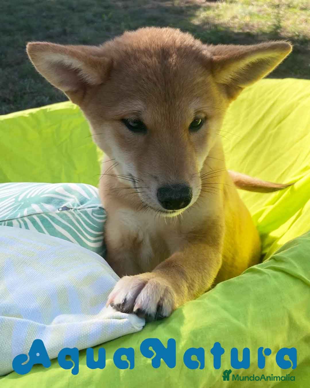 Shiba Inu perros Shiba Inu Hembra 5293 de Mar - AQUANATURA en Barcelona - Anuncio 26