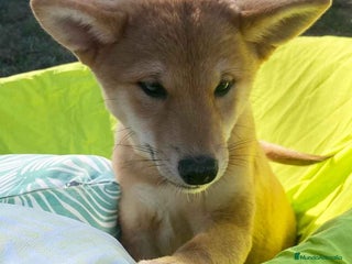 Shiba Inu perros en Barcelona - Anuncio 35