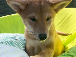 Shiba Inu perros Shiba Inu Hembra 5293 de Mar - AQUANATURA en Barcelona - Anuncio 33