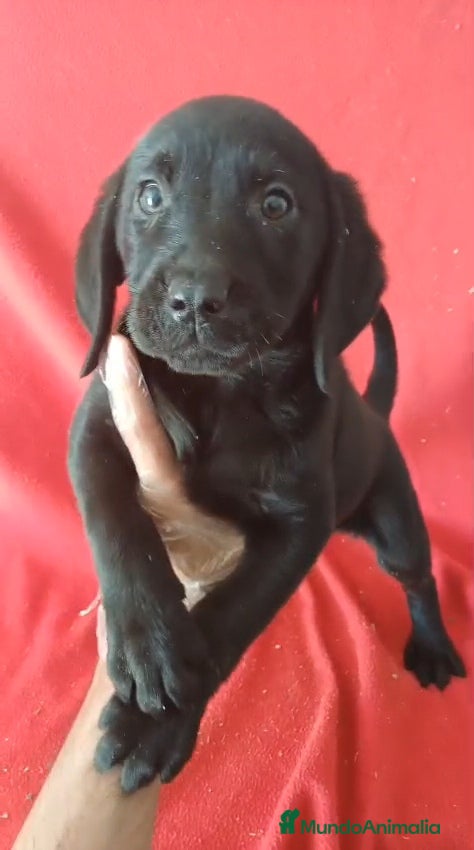 Labrador Retriever perros Labrador Retriever Negro  - Anuncio 9