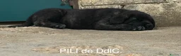 Mastín Español perros en venta: Mastín Español  - Anuncio 3