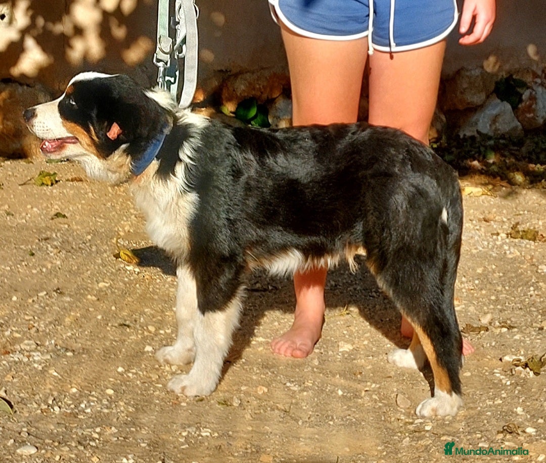 Pastor Australiano perros en venta: Macho con 6 meses - Anuncio 4