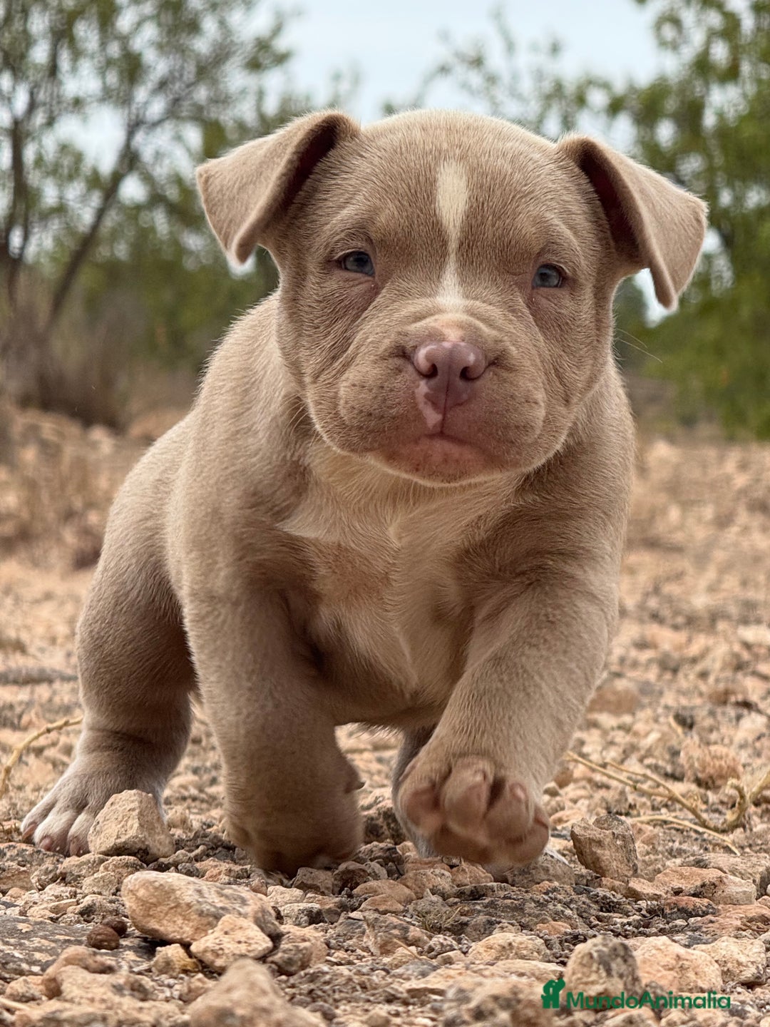 American Bully perros en venta: American Bully - Imagen 2