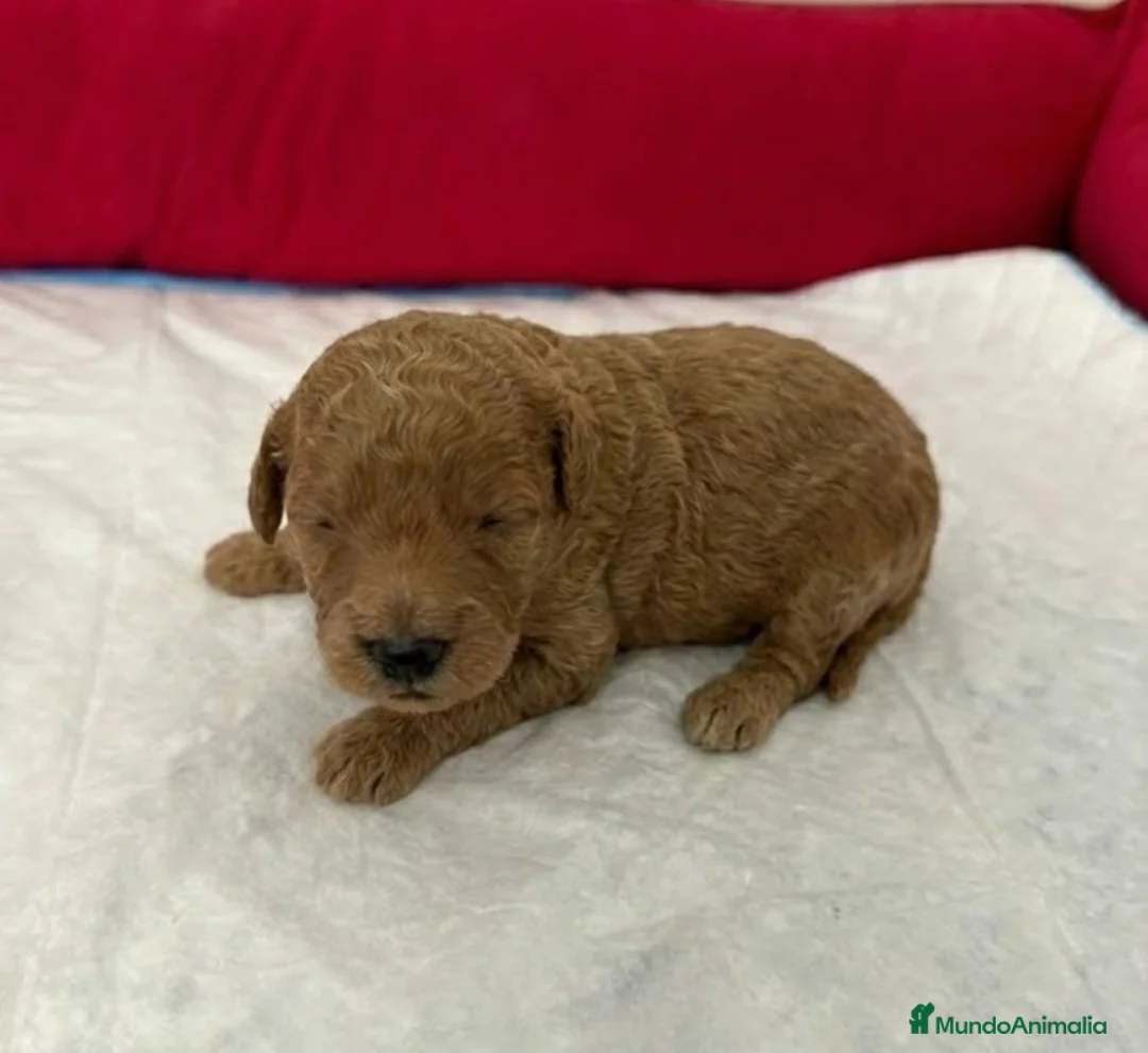 Caniche Enano perros en venta: caniche - Anuncio 2