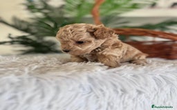 Caniche Toy perros en venta: CANICHE TOY MACHO - Imagen 2