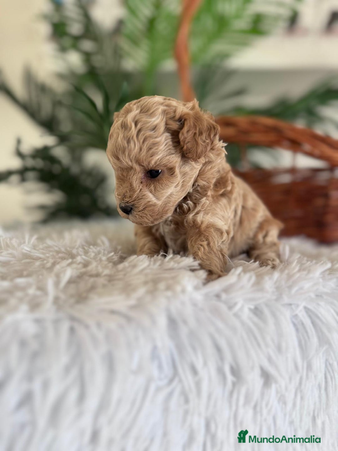 Caniche Toy perros en venta: CANICHE TOY MACHO - Imagen 2