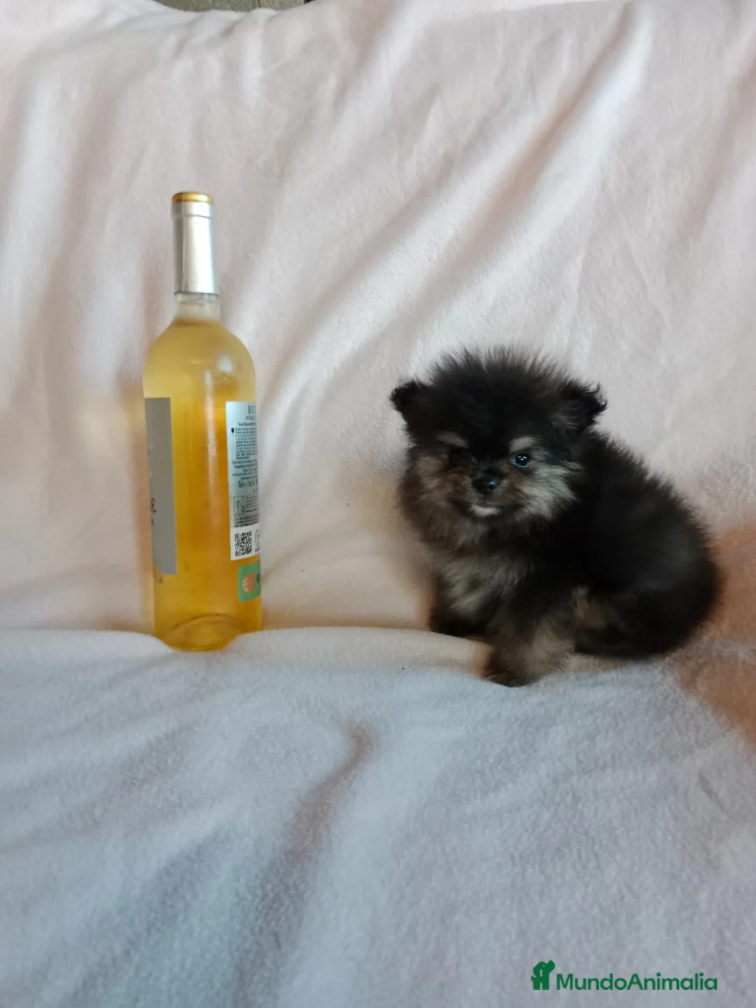 Pomerania perros en venta: Pomerania machos y hembras disponibles  en Granada - Anuncio 12