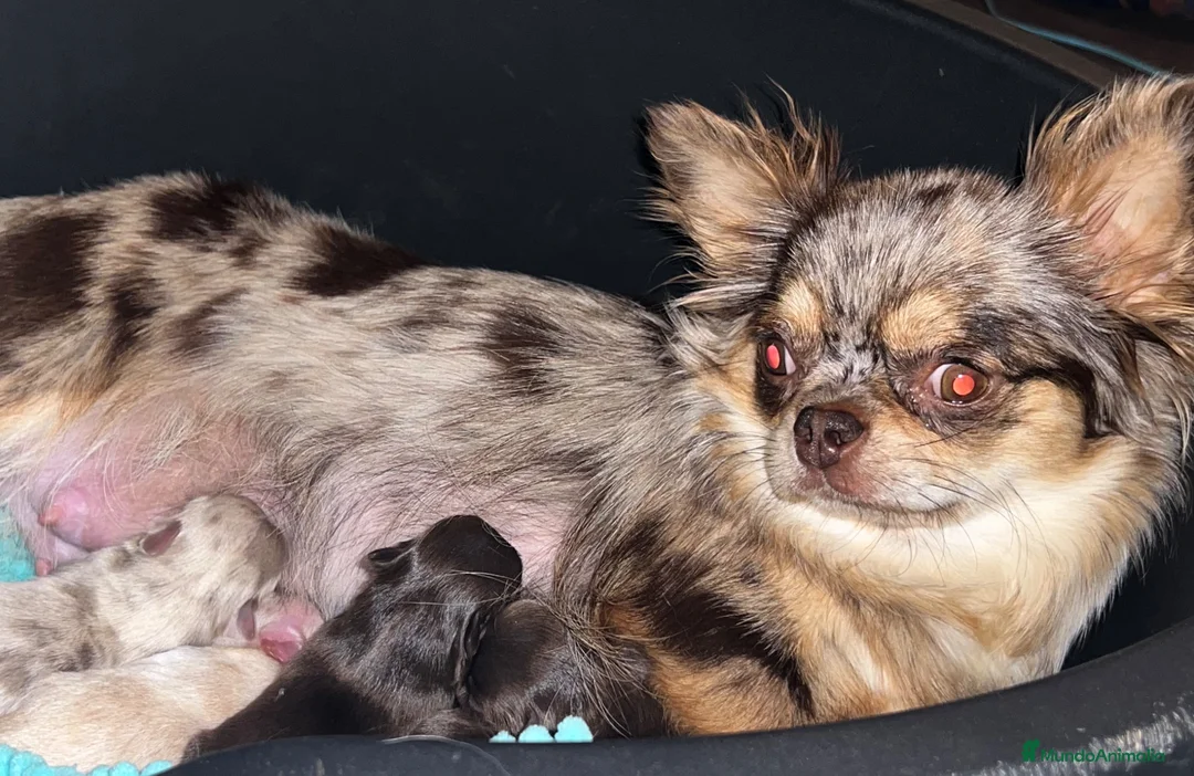 Chihuahua perros en venta: CHIHUAHUA PELO LARGO THELUXEPUPPYS  - Anuncio 1