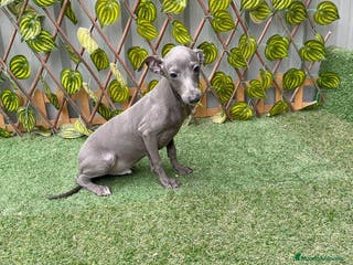 Pequeño Lebrel Italiano perros Piccolo italiano - Anuncio 4