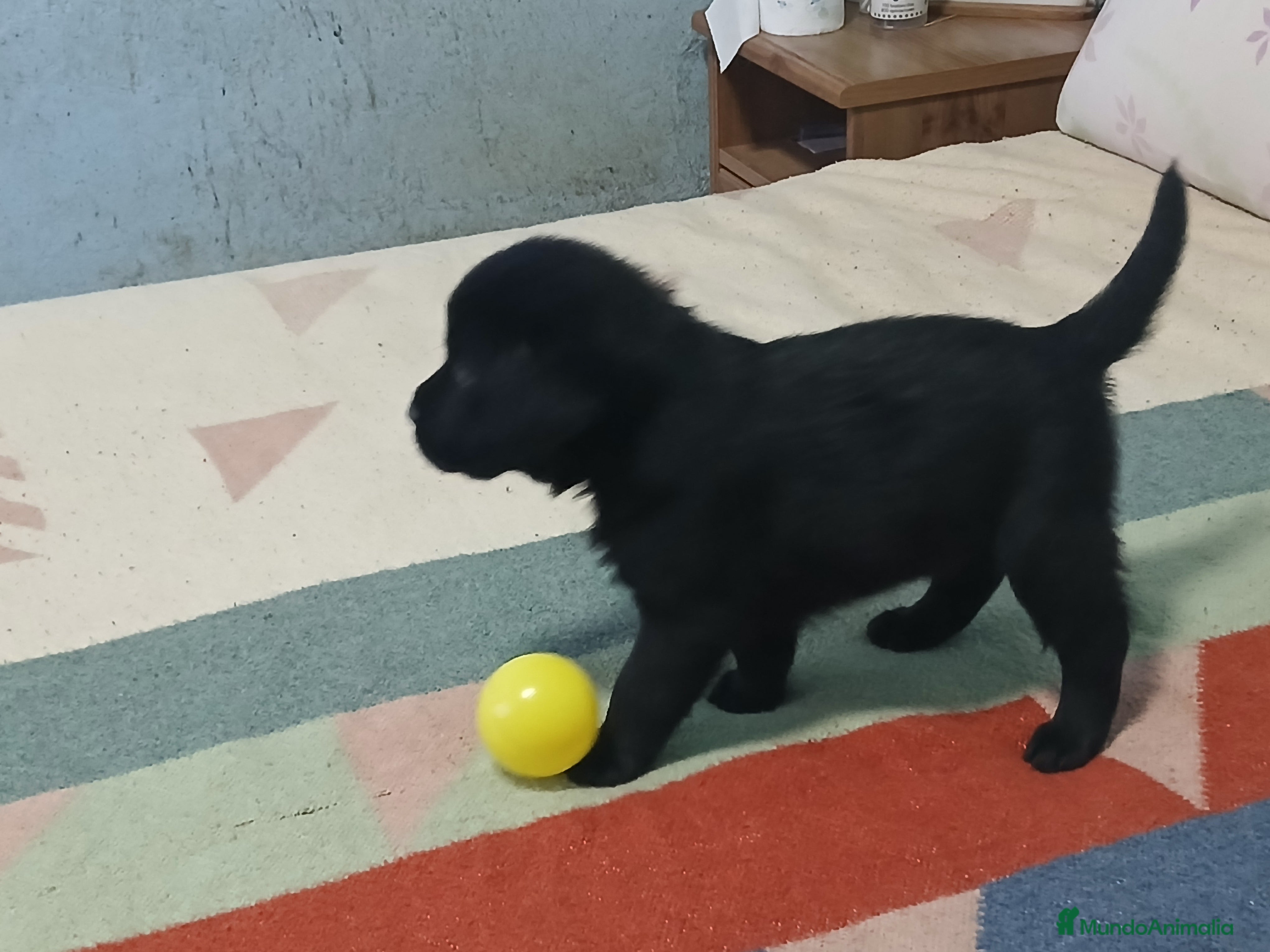 Labrador Retriever perros Cachorros de Labrador Retriever - Anuncio 4