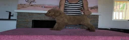 Caniche Gigante perros en venta: Caniches gigantes apricot  - Anuncio 6