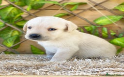 Labrador Retriever perros en venta: Camada de Helena  - Imagen 7
